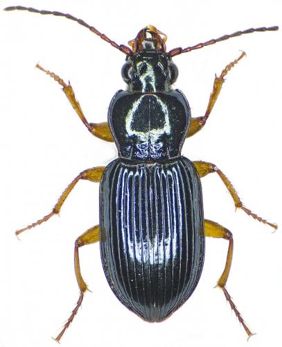 Réf. 202 007 : Abacetus salzmanni